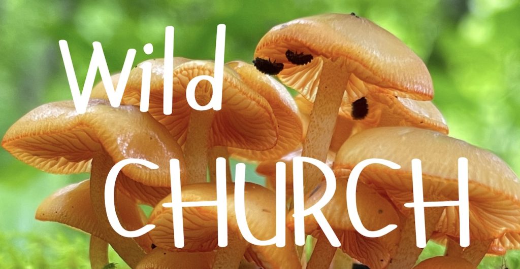 A photograph of wild mushrooms with the words "Wild Church" superimposed over it.